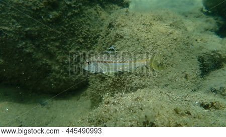 Striped Red Mullet Or Surmullet (mullus Surmuletus) Undersea, Aegean Sea, Greece, Halkidiki