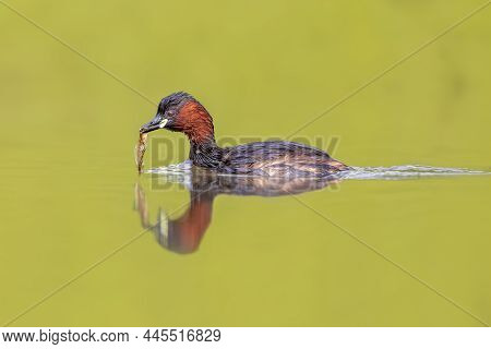 Little Grebe (tachybaptus Ruficollis) Swimming In Water Catching Fish. This Waterfowl Bird Is Member