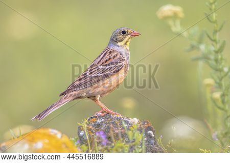 Ortolan Bunting (emberiza Hortulana) Perched On Stone. This Is A Eurasian Bird In The Bunting Family