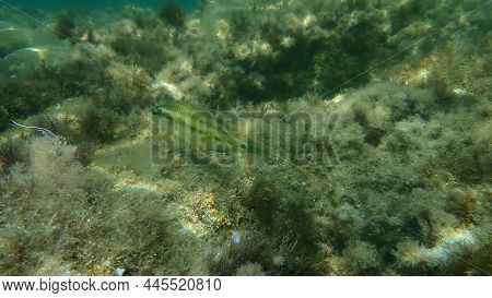 East Atlantic Peacock Wrasse (symphodus Tinca) Undersea, Aegean Sea, Greece, Halkidiki