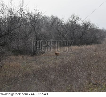 A Stray Red Dog Chases Me On A Walk