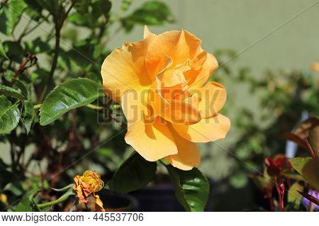 A Delicate Fragrant Orange Rose On A Shrub