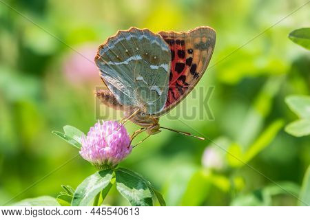 The Dark Green Fritillary Butterfly Collects Nectar On Flower. Speyeria Aglaja Is A Species Of Butte