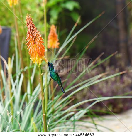 Krásné modré zelené Hummingbird létání nad Kniphofia tropická květina oranžová