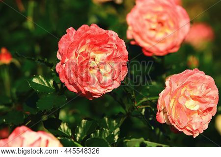 Blooming Romantic Fresh Pink With Yellow Roses,close-up Of Beautiful Pink With Yellow Roses In Full 