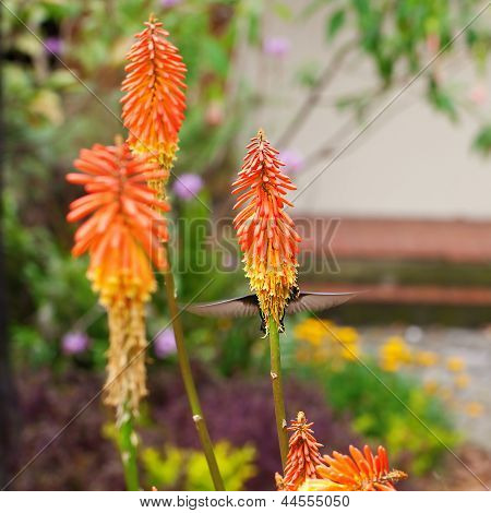 Krásné modré zelené Hummingbird létání nad Kniphofia tropická květina oranžová