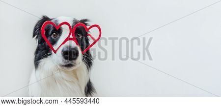 St. Valentines Day Concept. Funny Puppy Dog Border Collie In Red Heart Shaped Glasses Isolated On Wh