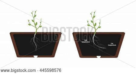 Thermotropism - The Roots Of The Plant Will Grow In The Direction Of The Soil With A Lower (optimal)
