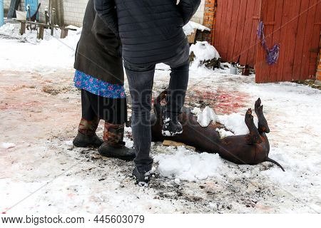 Dead Pig On Board Outdoor Prepare Cook. Street Lighting, Carcass Pig, Slaughter Has Been Carried Out