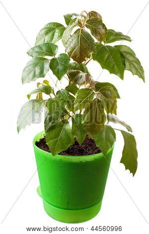 Roślina doniczkowa cissus rhombifolia