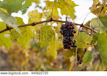 Autumn On Vineyards Near Wine Making Town Montalcino, Tuscany, Ripe Blue Sangiovese Grapes Hanging O