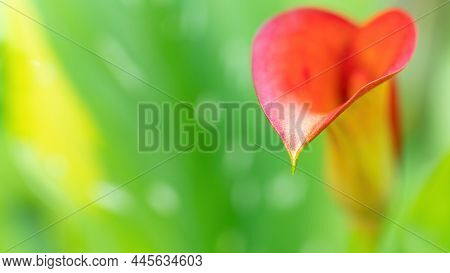 Orange Calla Flower On A Green Background Macro Photography. Unusual Calla Lily Inflorescence Close-