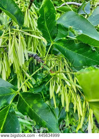 An Ash Tree With A Large Number Of Ash-key Seeds. Green Leaves And Green Seeds Close-up. Vertical Pl