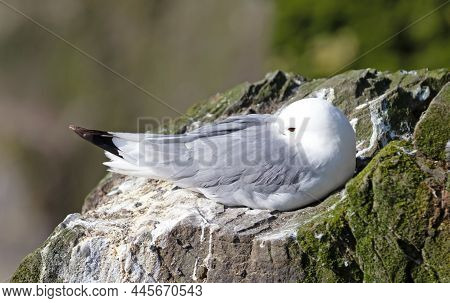 Black-legged Kittiwake Bird On Nesting Cliffside In Summer, Iceland