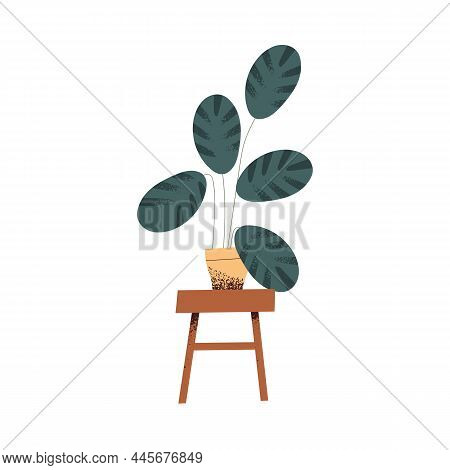 House Plant In Pot On Chair Stand. Green Houseplant Maranta With Big Leaf Growing In Planter. Natura