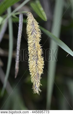 Pendulous Sedge Flower - Latin Name - Carex Pendula