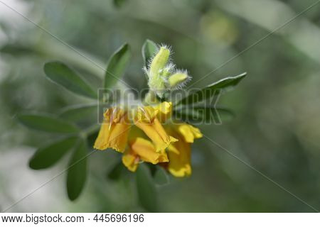 Austrian Clustered Broom Yellow Flowers - Latin Name - Cytisus Austriacus (chamaecytisus Austriacus)