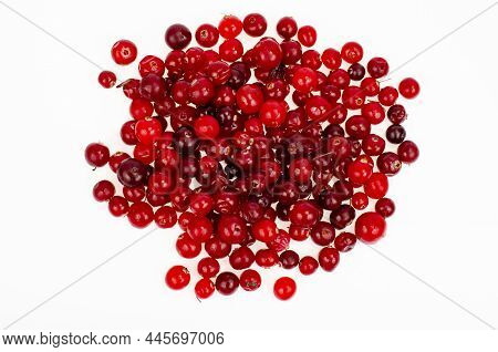 Bunch Of Ripe Red Wild Cranberries. Studio Photo