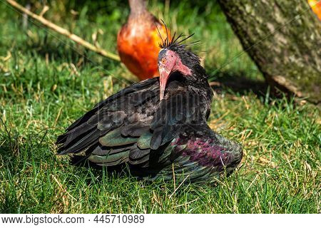 The Northern Bald Ibis, Hermit Ibis, Or Waldrapp Lat.geronticus Eremita Is A Migratory Bird Found In