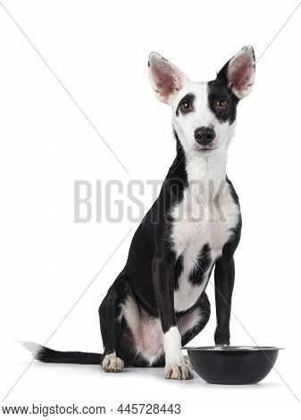 Handsome Black With White Podenco Mix Dog, Sitting Up Facing Front Beside Food Bowl. Looking Towards