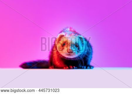 Beautiful Little White Grey Ferret Isolated Over Pink Background In Neon Light. Concept Of Happy Dom
