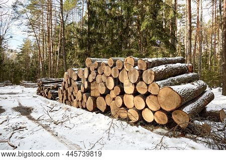A Wood Material Logging. Round Timber Stock. Lumber-camp Of Pine. Mass Deforestation. Freshly Cut Tr