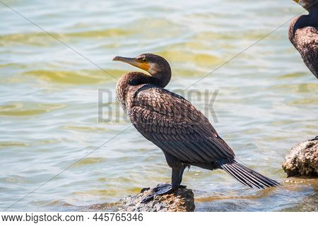 Great Cormorant, Phalacrocorax Carbo, Standing On A Stone On The Sea Shore. The Great Cormorant, Pha