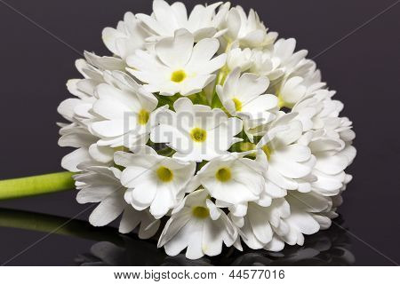 einzelne weiße Primula Denticulata auf schwarzem Hintergrund isoliert hautnah