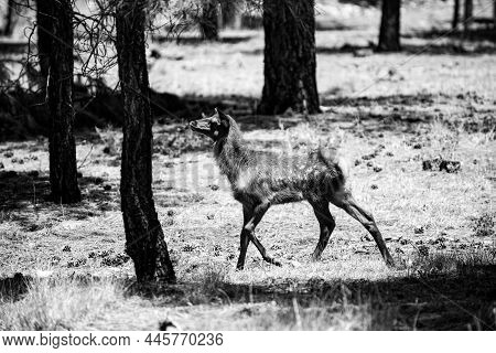 Forest Animals. Deer Fawn, Bambi, Capreolus. White-tailed Young Roedeer. Beautiful Wildlife.