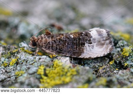 Closeup On The Marbled Orchard Tortrix Or Green Budworm Moth , Hedya Nubiferana