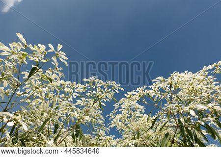 white pascuita flowers, closeup image in the daytime