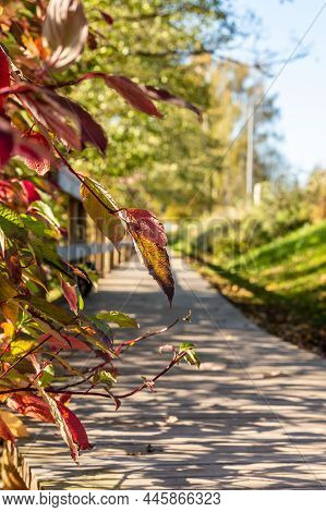 Vertical Photo Of Red Japanese Snowball (viburnum Plicatum F. Tomentosum) Leaves At Late October In 
