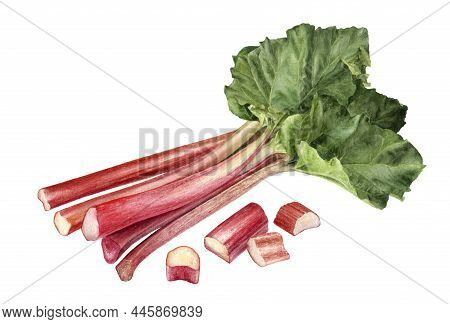 Rhubarb Composition Watercolor Illustration Isolated On White Background.