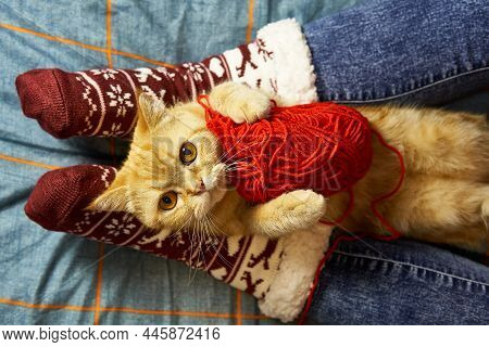 Knitting With A Red Cat, When She Lying On Women Legs And Cat Holding A Ball Of Thread. Xmas Cozy On