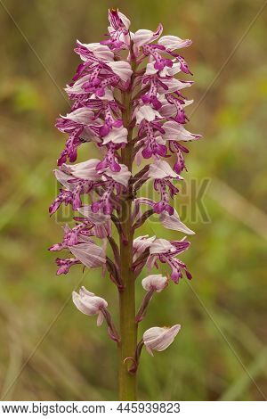Vertical Closeup On A Military Orchis, Orchis Militaris, Fowering In The Field In Southern France