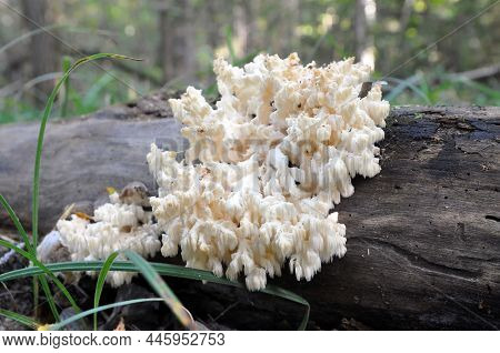 Hericium Hericium Is An Edible Mushroom Of The Genus Hericium. Healthy Food.