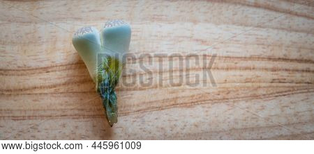 A Small Lithops Dying On Wooden Background. The Most Common Causes Of A Lithops Demise Are Overwater