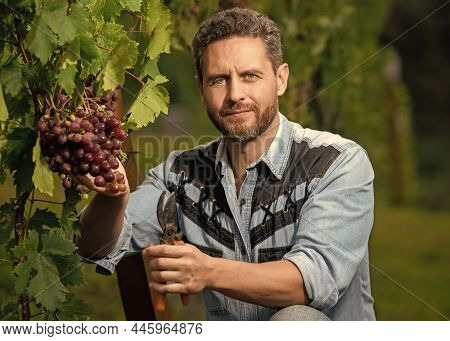 Cheerful Gardener On Summer Harvest. Enologist With Garden Scissors. Farmer Cut Grapevine.