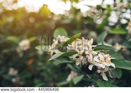 Close-up Of The Buds Of A Blooming Lemon Tree.