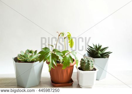 A Group Of Popular Potted House Plants: Haworthia, Ficus,rhoicissus, Cactus, Echeveria. Care Of Indo