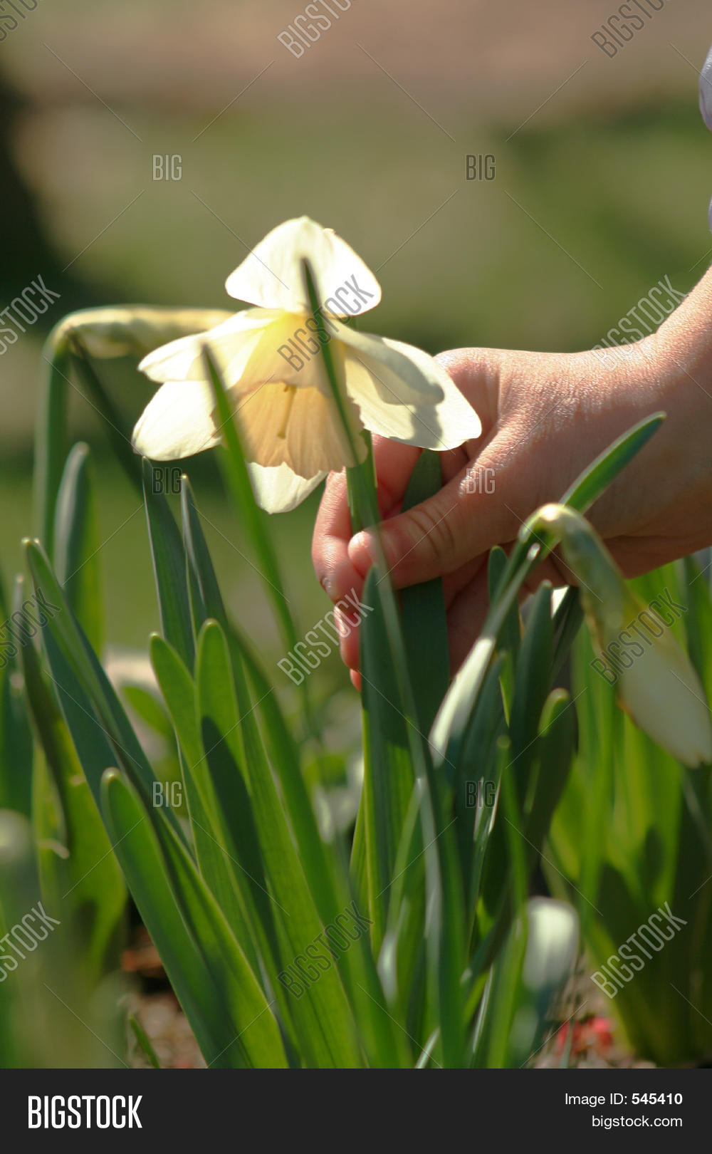 Image Preview