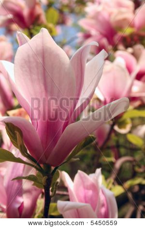 Květ Magnolie růžová