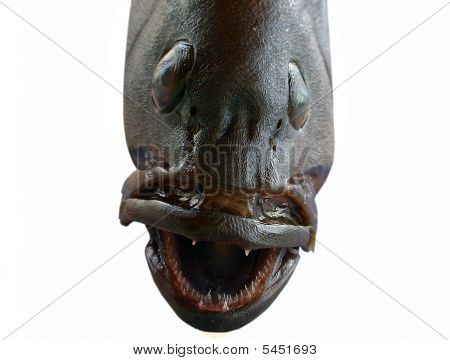 Fish Head