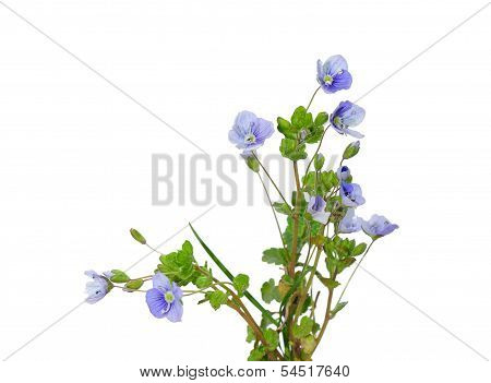 Slender Speedwell (veronica Filiformis)