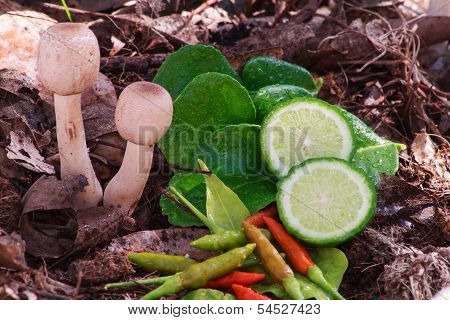 Mushroom Soup Tomyam Ingredients