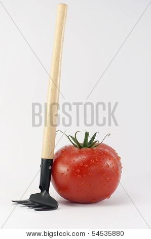 Tomato With Rake. With Clipping Path