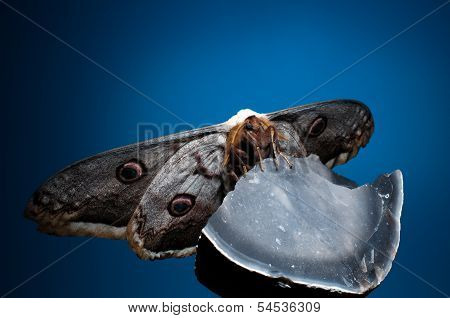 Saturnia Pyri On On The Rock