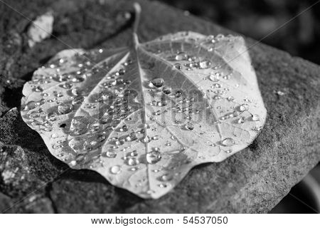 Raindrops