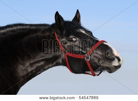 Black horse and red halter