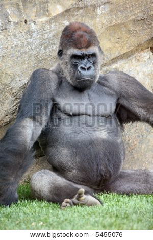 Gorilla